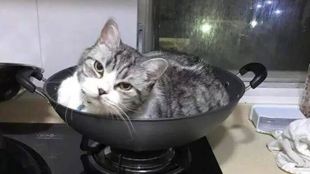 猫在锅里