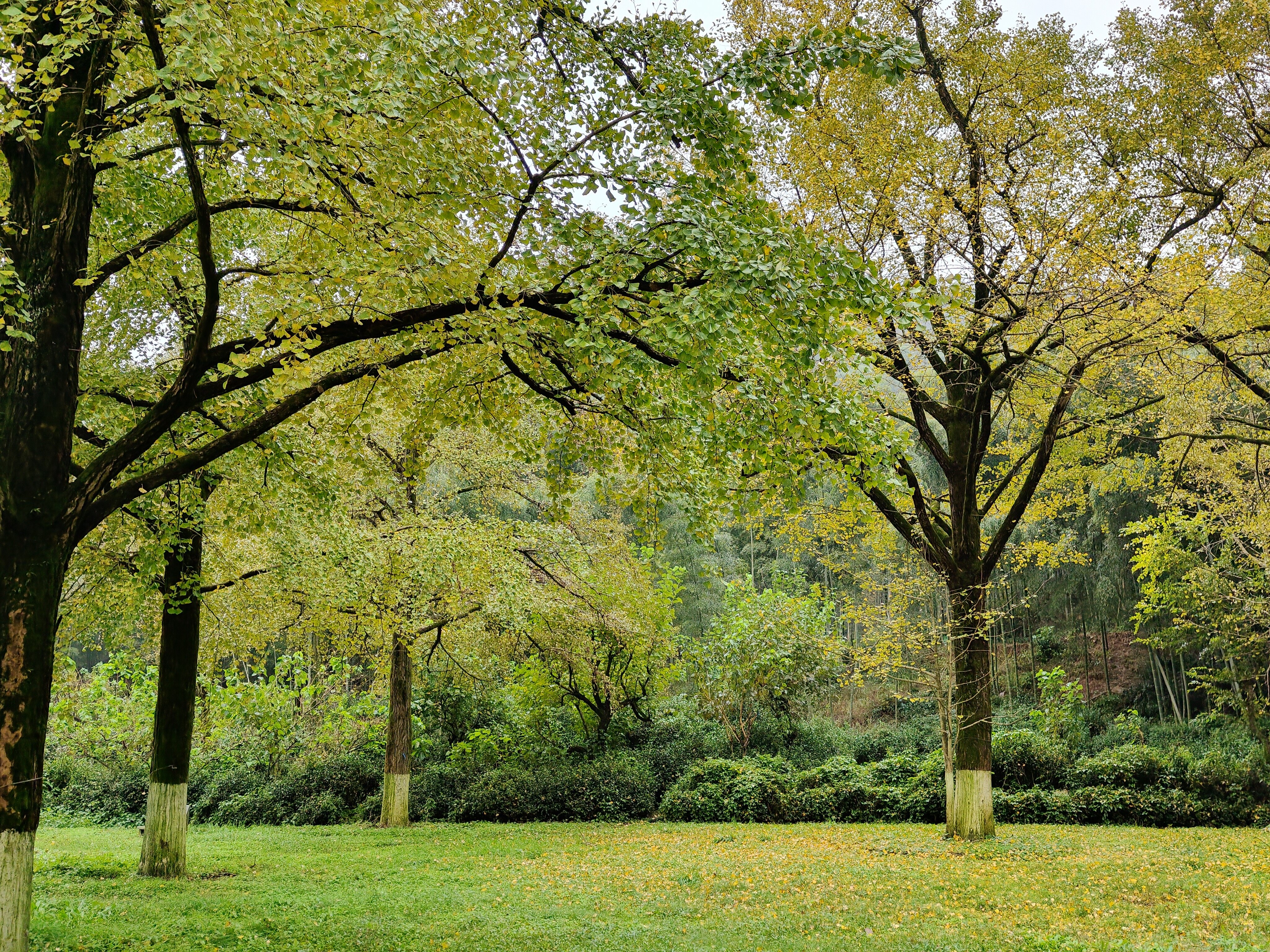二零二五年十一月、十二月