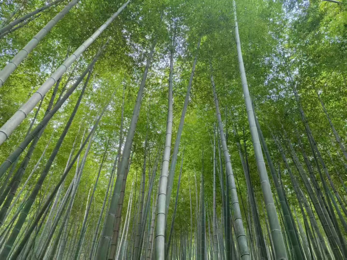 安吉章里古道-1