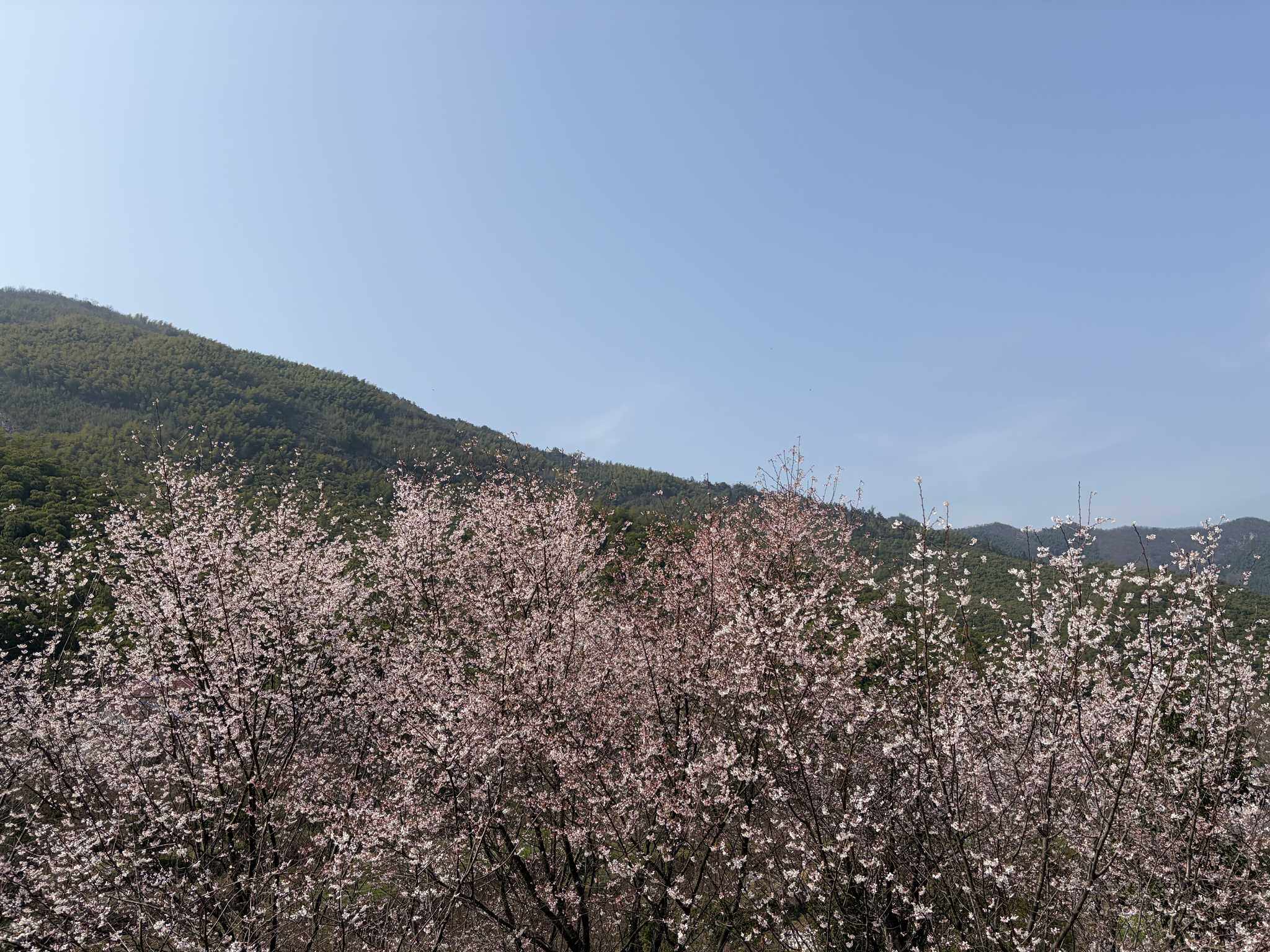 安吉章里古道-4