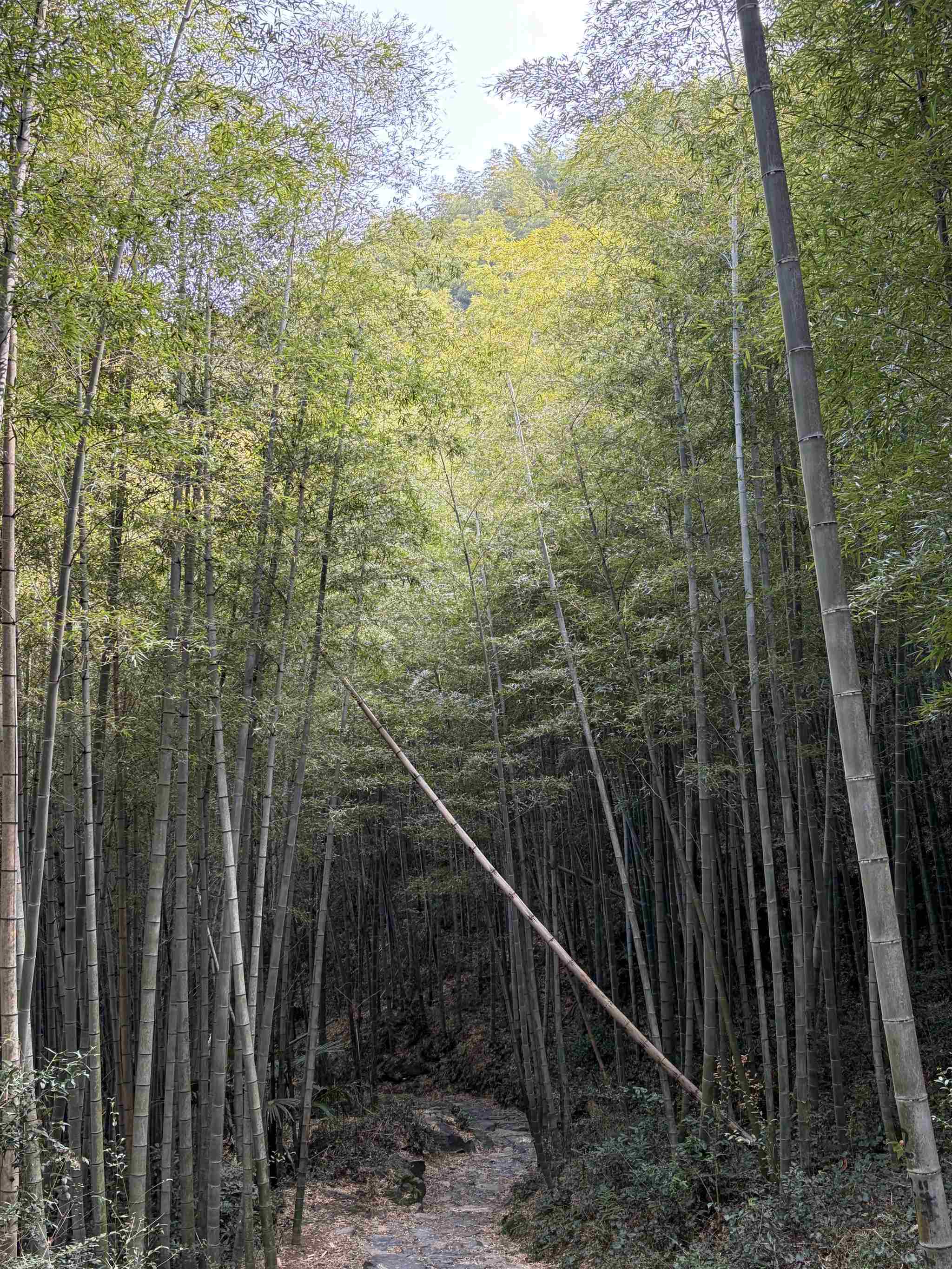 安吉章里古道-6