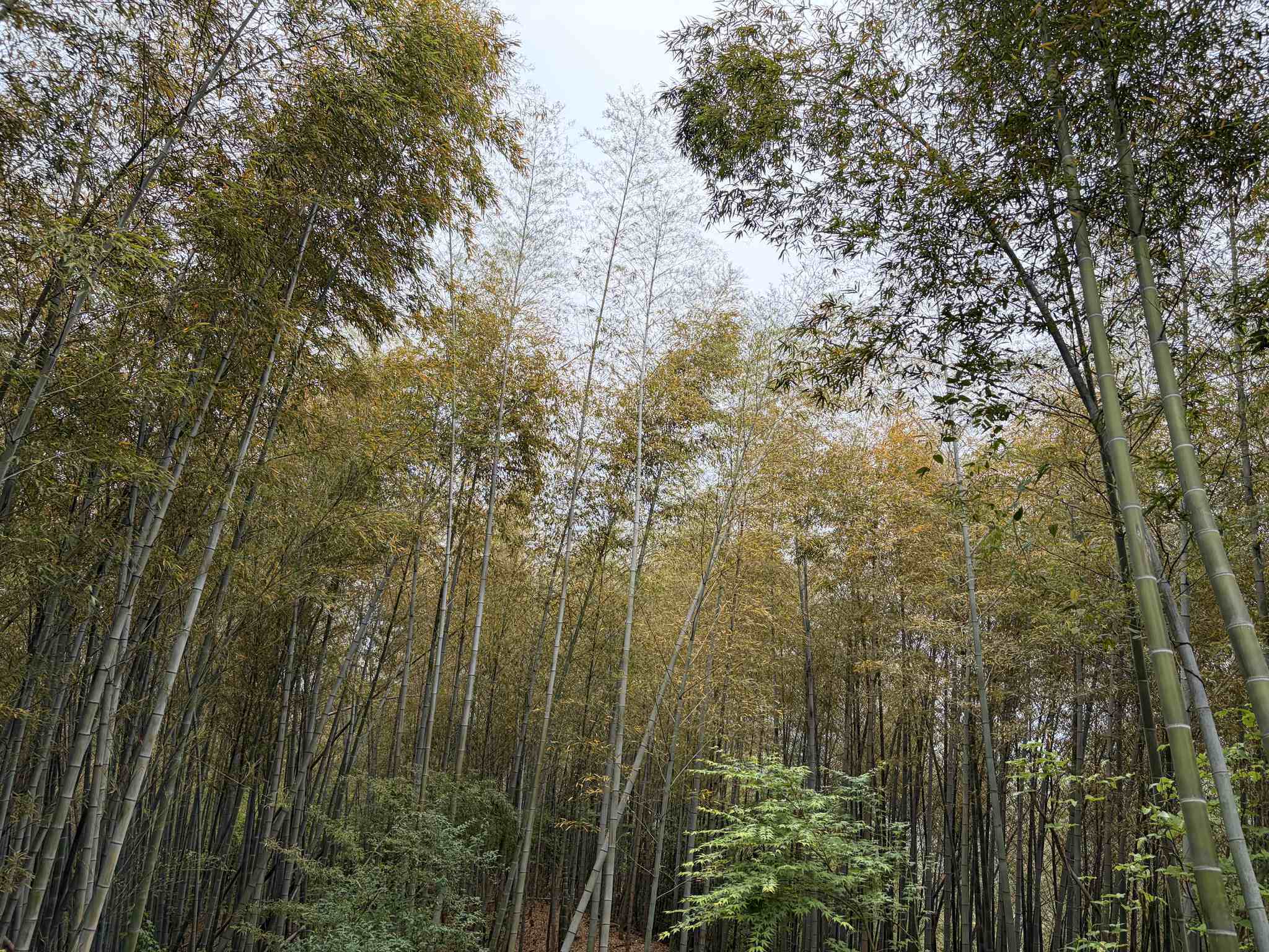 莫干山-1