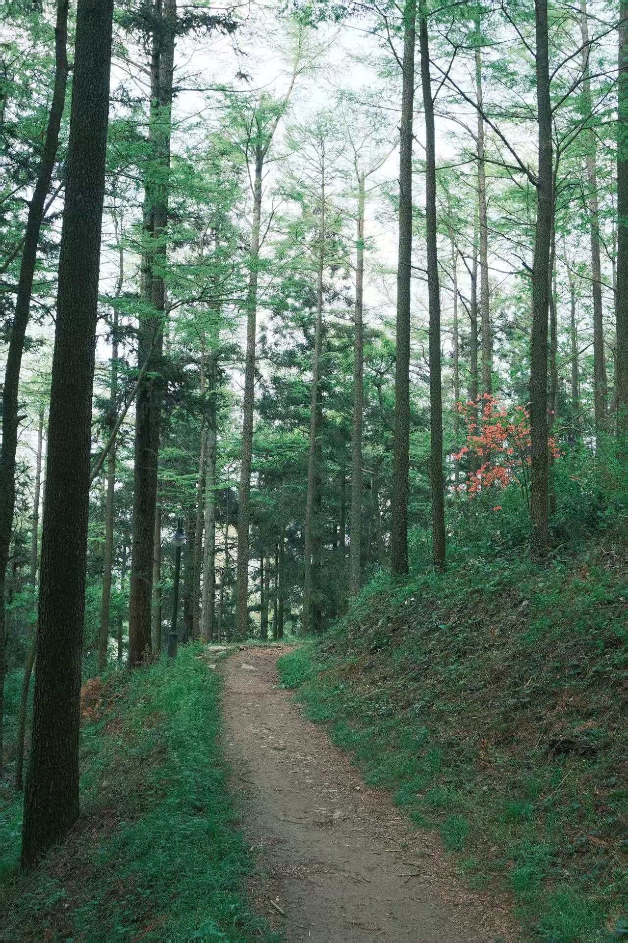 莫干山-3