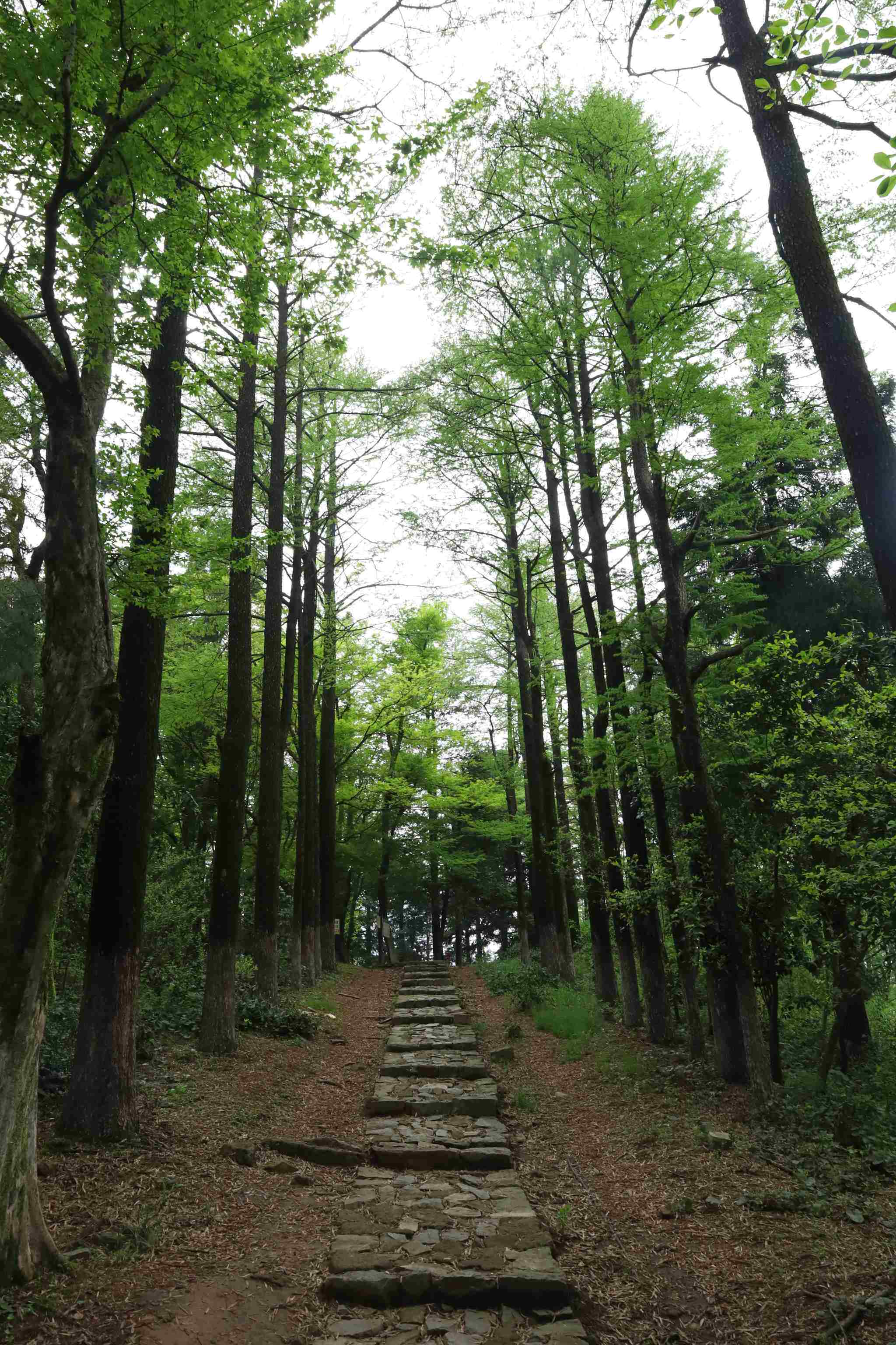 莫干山-4