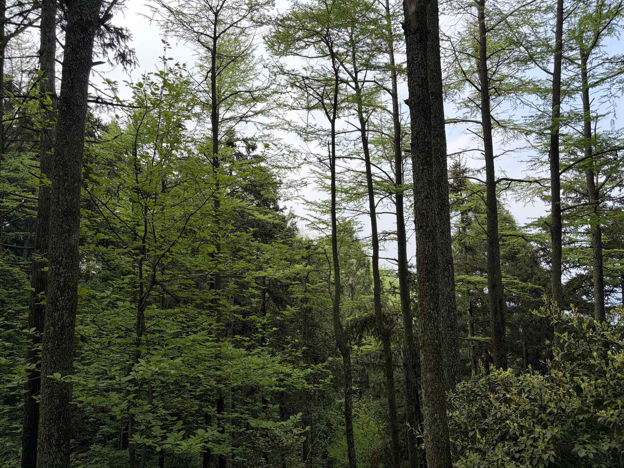 莫干山-7