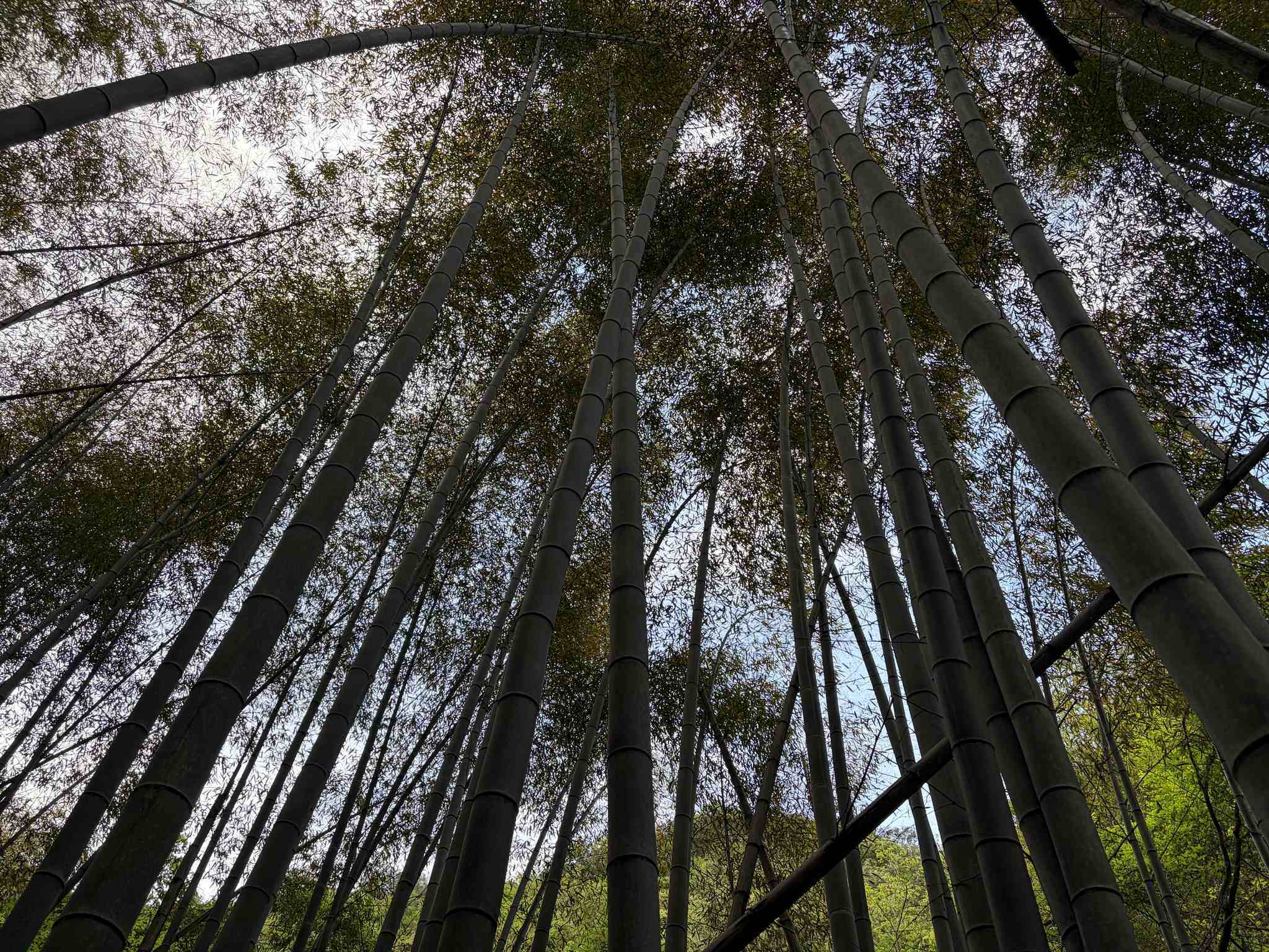 莫干山-8