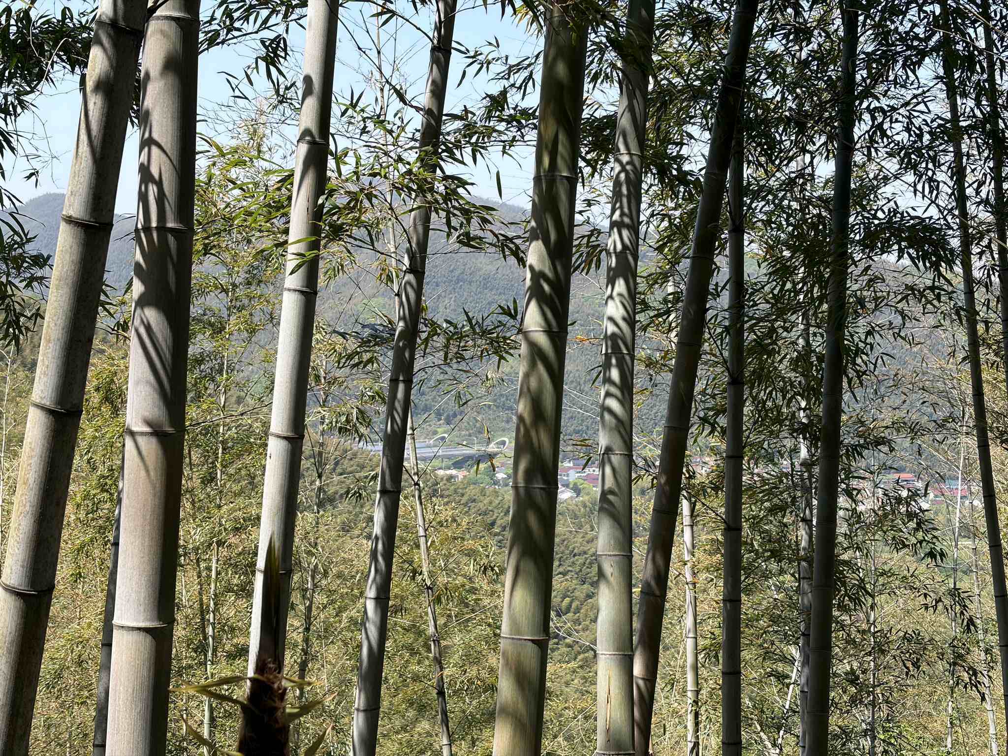 宜兴竹海-1