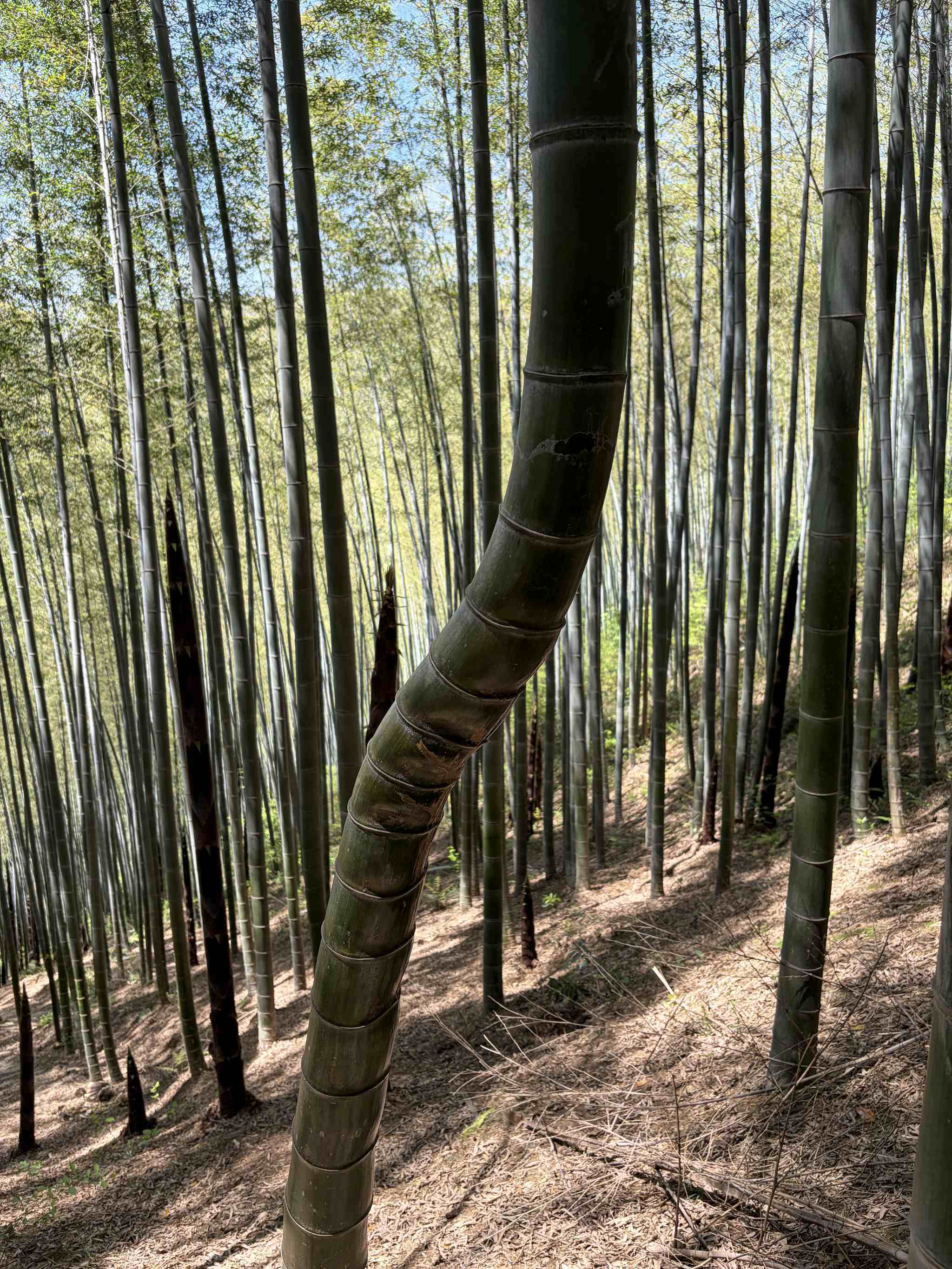 宜兴竹海-2