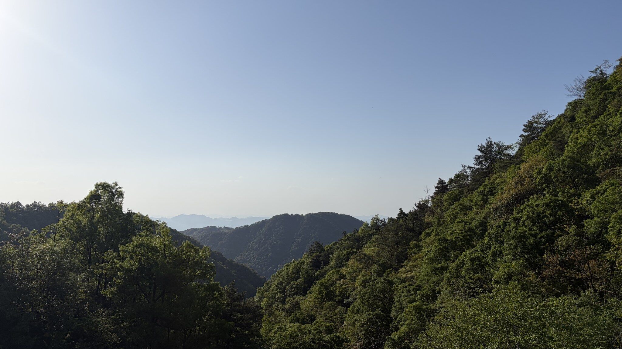 富阳杏梅尖-6