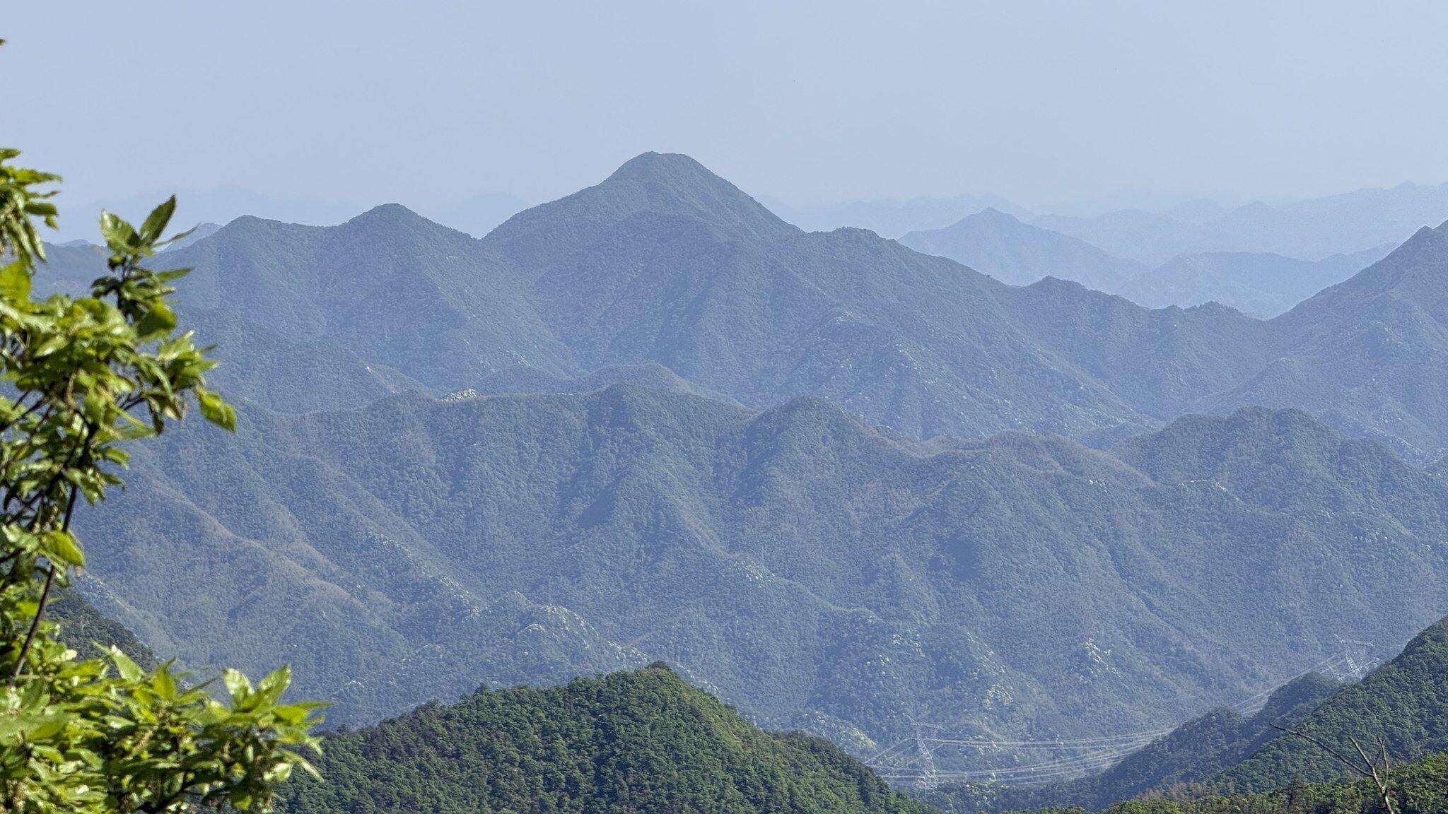 富阳杏梅尖-10